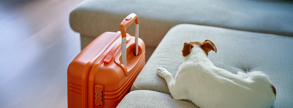 Jack Russell dog on a sofa next to an orange suitcase, ready to travel