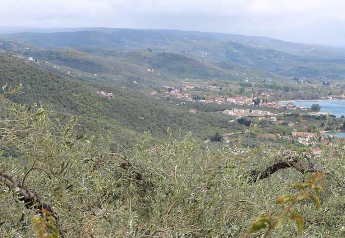 pelion-landscape-olive-groves-sea-view Panoramic view of Pelion’s olive groves and the sea, showcasing the authentic landscape and coastline of the Pagasetic Gulf. Ideal for nature retreats and cultural experiences.