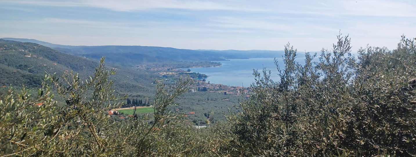 panoramic-view-pelion-sea-olive-groves Panoramic view of the Pelion coastline and olive groves under a clear blue sky.