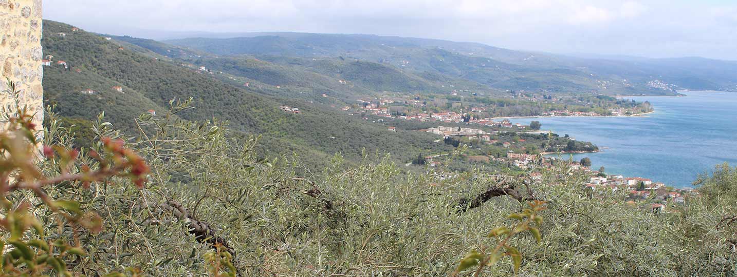 Panoramic view of Pelion’s olive groves and the sea, showcasing the authentic landscape and coastline of the Pagasetic Gulf. Ideal for nature retreats and cultural experiences.