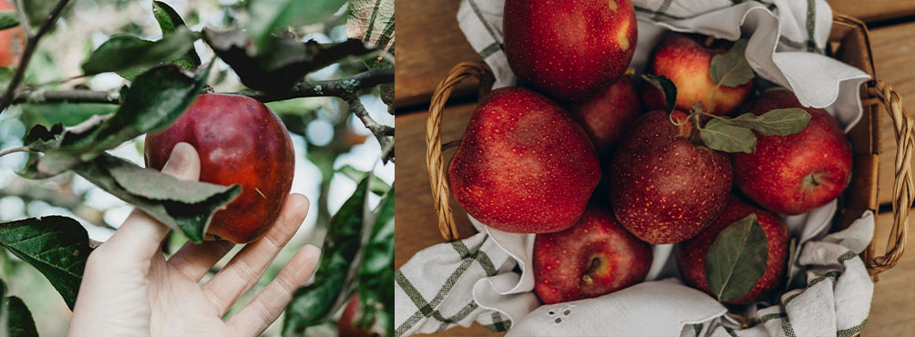 A hand picks a red apple from a tree, next to a basket of freshly harvested Pelion apples on a cloth-lined basket.