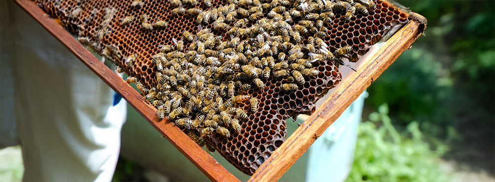 A hive full of bees in the hands of a beekeeper, representing traditional honey production in Pelion.